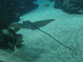 Фото Бычий орляк