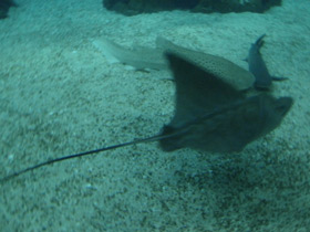 Фото Бычий орляк