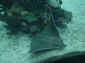 Фото Бычий орляк