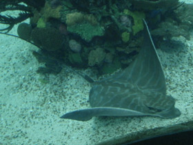 Фото Бычий орляк