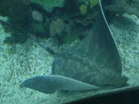 Фото Бычий орляк