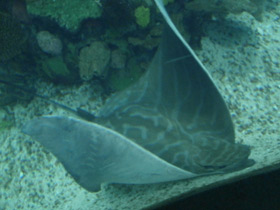 Фото Бычий орляк