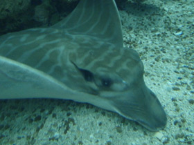 Фото Бычий орляк