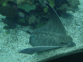 Фото Бычий орляк