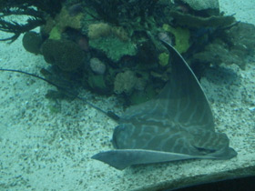 Фото Бычий орляк