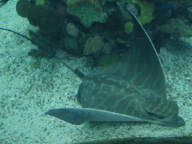 Фото Бычий орляк