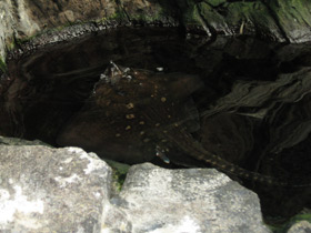 Фото Морская лисица