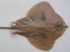 Фото Мальтийский скат