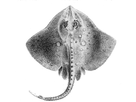 Фото Raja maderensis