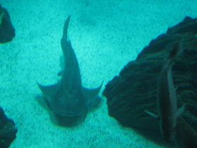 Смотреть фото Акулий скат Фото Акулий скат