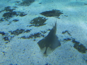 Фото Пятнистый гитарный скат