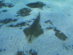 Фото Пятнистый гитарный скат