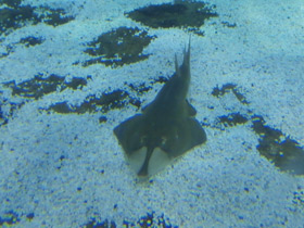 Фото Пятнистый гитарный скат