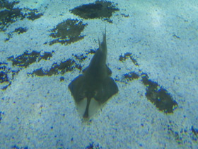 Фото Пятнистый гитарный скат