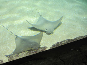 Смотреть фото Восточноамериканский бычерыл Фото Восточноамериканский бычерыл