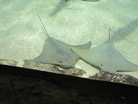 Смотреть фото Восточноамериканский бычерыл Фото Восточноамериканский бычерыл