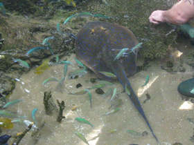 Смотреть фото Синепятнистый рифовый хвостокол Фото Синепятнистый рифовый хвостокол