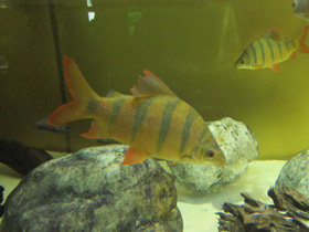 Фото Длинноносый дистиход