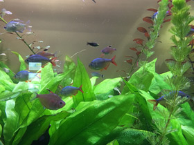 Фото Колумбийская тетра