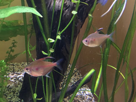 Фото Краснопятнистая тетра