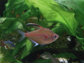 Фото Краснопятнистая тетра