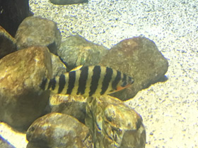 Фото Полосатый лепоринус