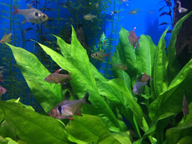 Фото Красно-желтый орнатус (фантом)