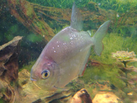 Фото Обыкновенный метинис