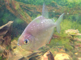 Фото Обыкновенный метинис