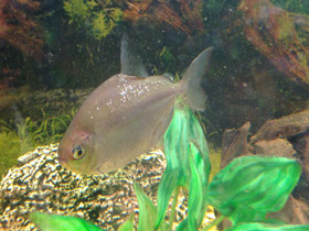 Фото Обыкновенный метинис