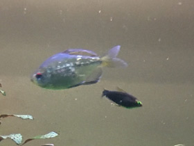 Фото Бриллиантовая тетра