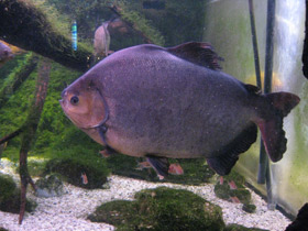 Смотреть фото Самые необычные и удивительные животные Фото Самые необычные и удивительные животные