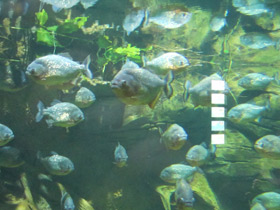 Фото Обыкновенная пиранья