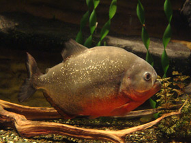 Фото Обыкновенная пиранья