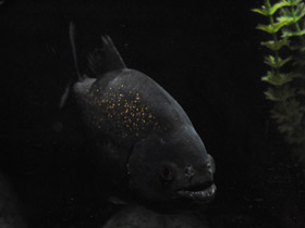 Фото Обыкновенная пиранья