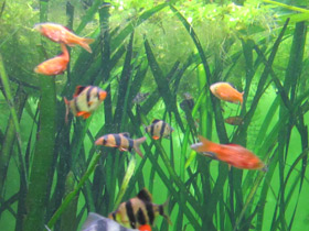 Смотреть фото Огненный барбус Фото Огненный барбус