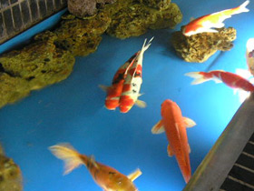 Фото Карп кои