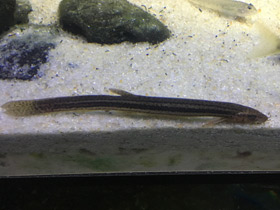 Фото Обыкновенный вьюн