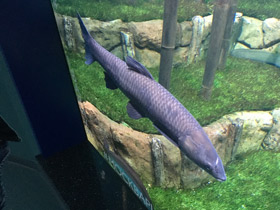 Фото Чёрный амур