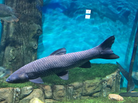 Фото Чёрный амур