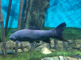 Фото Чёрный амур