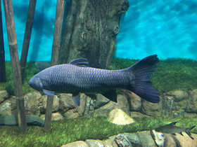 Фото Чёрный амур