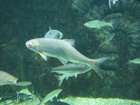 Смотреть фото Вырезуб Фото Вырезуб