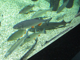 Фото Плотва