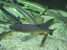 Фото Плотва