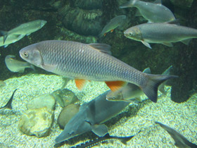 Фото Плотва