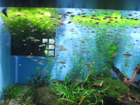 Фото Клиновидная расбора