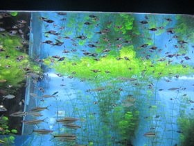 Фото Клиновидная расбора