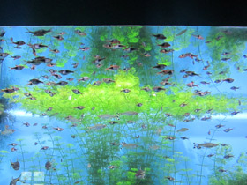 Фото Клиновидная расбора