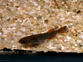 Смотреть фото Афиосемион Гарднера Фото Афиосемион Гарднера